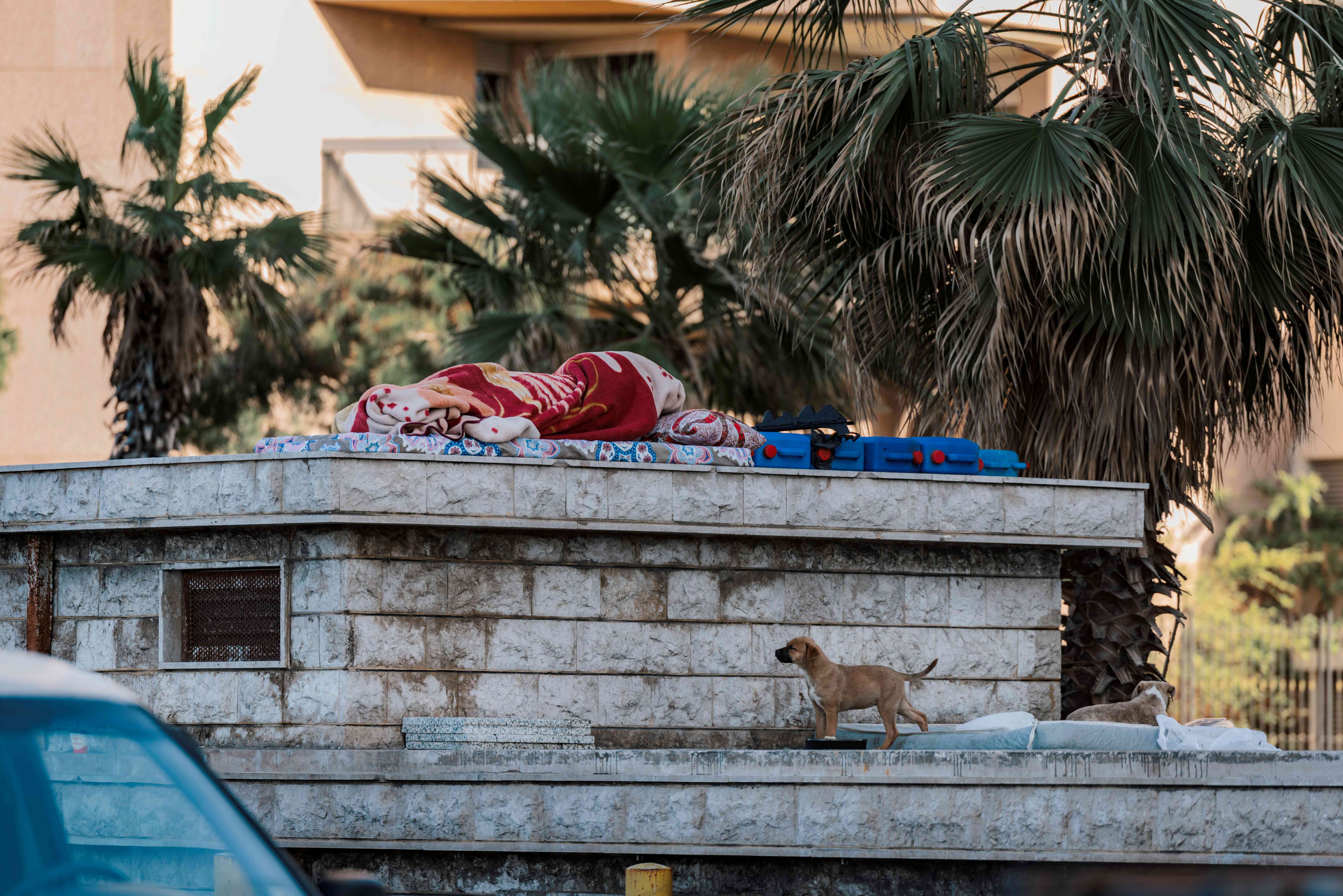 A person lies covered with blankets on a raised concrete structure outdoors, with palm trees and a building in the background, while a small dog walks nearby.