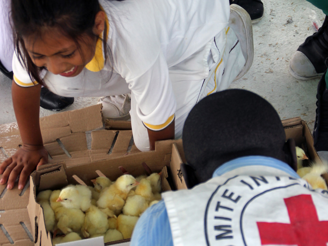 Criar pollos y gallinas, una nueva tarea para estudiantes del sur de  Colombia | Comité Internacional de la Cruz Roja