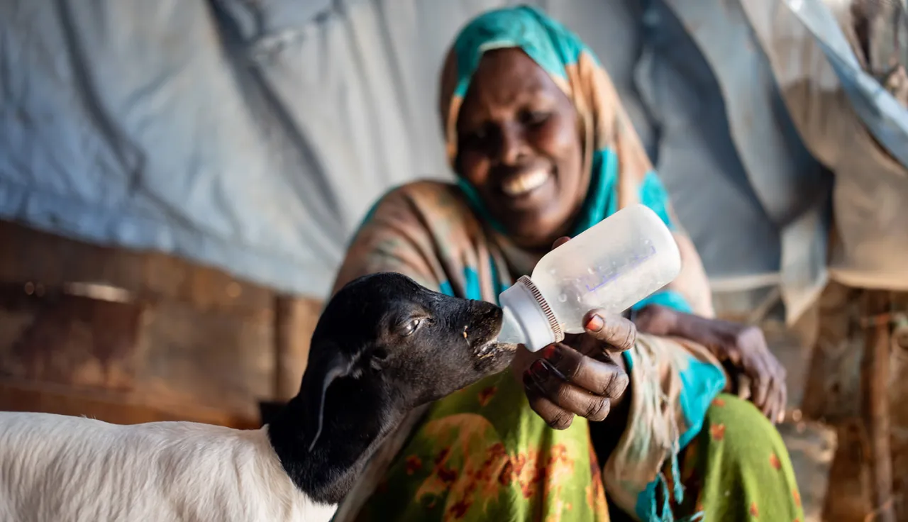 Despite the severe drought, a woman saves up her food to feed a lamb milk from a bottle in an internally displaced persons camp in Somalia.