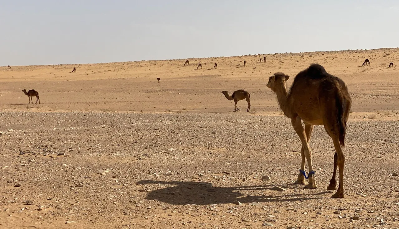 Tripoli-Ghadames road. Camels grazing in the desert. 