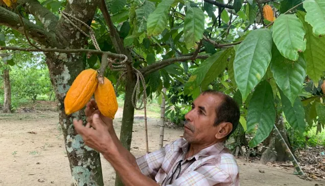 Un productor muestra un cacao de su plantación.