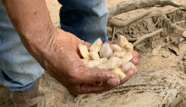 La mano de un hombre recogiendo semillas de cacao de la tierra.