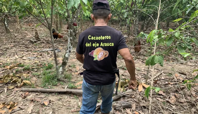 Un productor de cacao en Venezuela camina entre las plantaciones.
