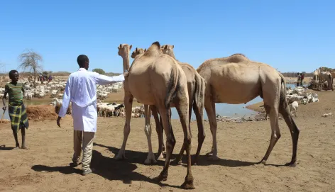 A veterinarian vaccinating a camel. Abdiselam/ICRC