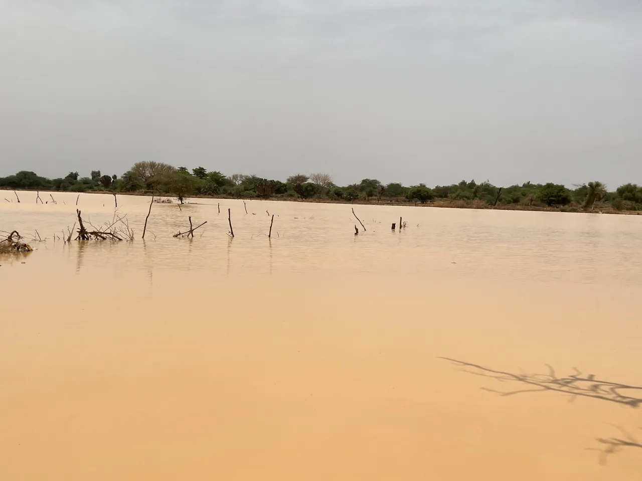 Fin juillet, la mare est remplie à ras bord.  Quelques pluies supplémentaires suffiront à inonder les maisons et les jardins situés à proximité.