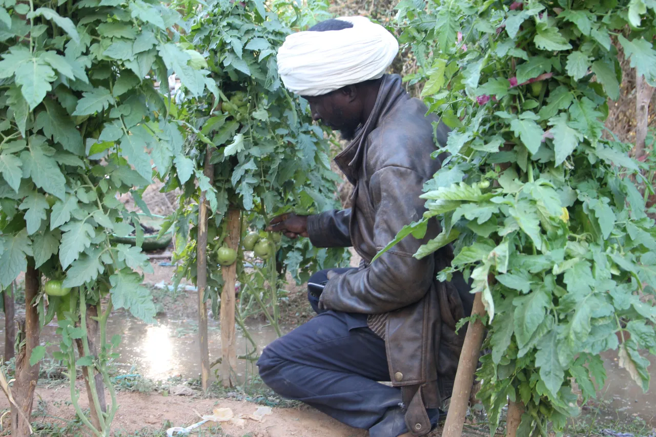 Dans son jardin, Alhousseyni vérifie la croissance de ses tomates.