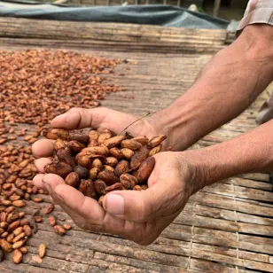 Manos exhiben producción de cacao. 