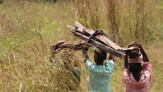 Young girls are more vulnerable whenever they go into the bush to collect firewood.