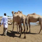 A veterinarian vaccinating a camel. Abdiselam/ICRC