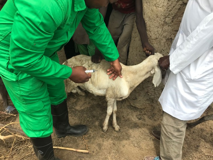 Vaccination d'un petit ruminant à Goulfey - Extrême-Nord - Cameroun CC BY-NC-ND / CICR / Alex L. Mbah